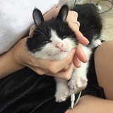 怪兽级的小懒丶