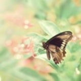 fly