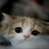 穿靴子的猫