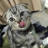 Wasabi~