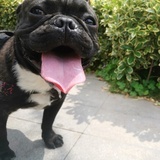 本王小名朱霸天