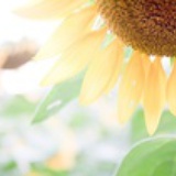 风花树