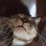 满妞