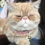 一昂扬