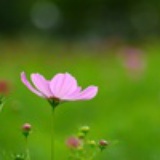 风信子银子
