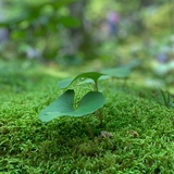 悠理枝