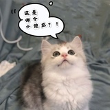 元宝与啊啊