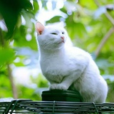 爱吃鱼的白猫