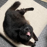 青喵