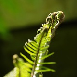 盐屿蕨茶