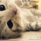 啦啦的小猴
