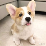 罗小黑