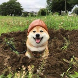 王大