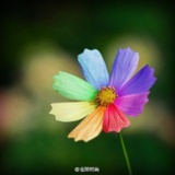 月落