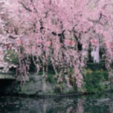 木木千兮
