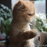 竹林夕阳