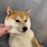 药药闹太套