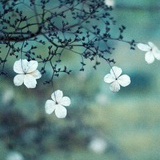 ziyulanhai