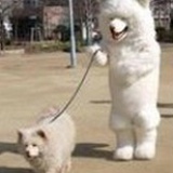 可可