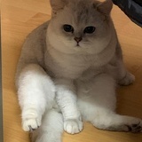 胖虎