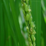 虫虫