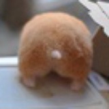 旺财爹