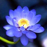 叮当猫和流浪狗