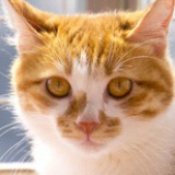 fredy