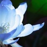 昙花已开