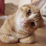 一只被丢的猫、