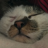 张花猫