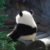 懒洋洋