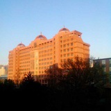 漠胡杨