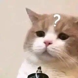 橘猫吃清汤锅