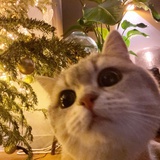 咩啊