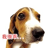 老Z