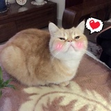 伊诺亲亲