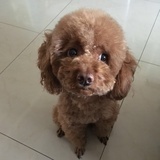 小骢