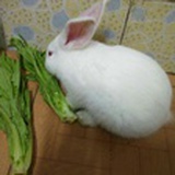 兔子笨笨