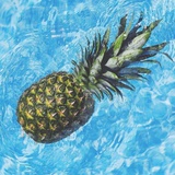 薰风惊小莲
