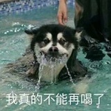 走丢的狐狸