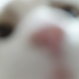 もしもしももこ