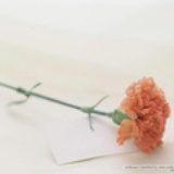 百合花正开