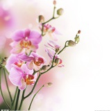 向阳花开