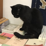 木草非
