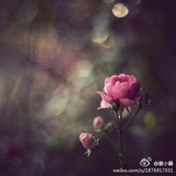 江小暴