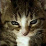 Rock_cat