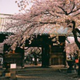 小淘