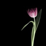 花影