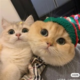 范禹辰